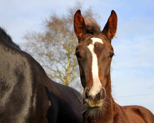 horse Querido (Hanoverian, 2014, from Quantensprung 3)