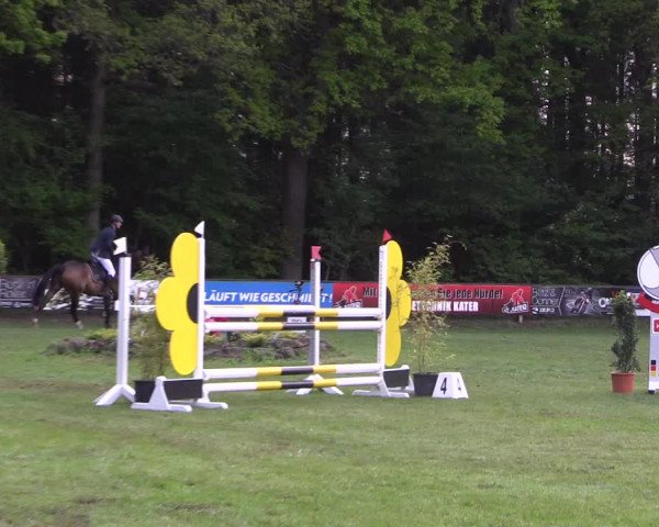 Reitturnier Meppen 2019