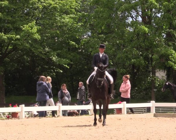 Reitturnier Meppen 2019