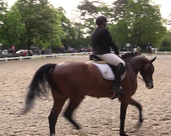 Reitturnier Meppen 2019