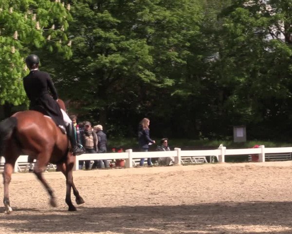 Reitturnier Meppen 2019