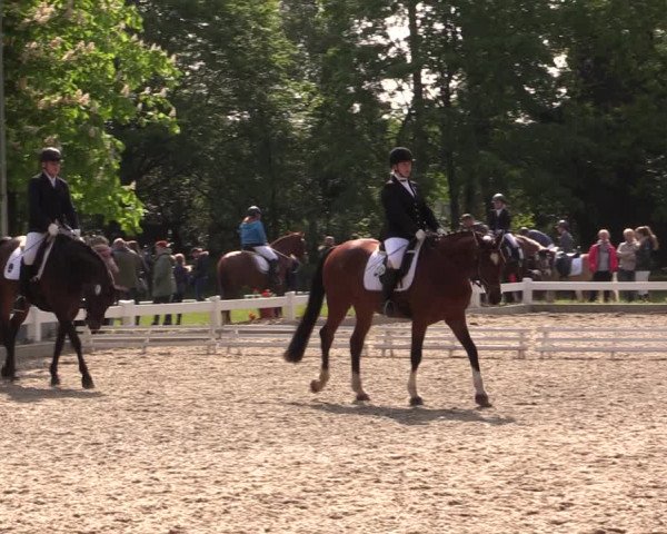 Reitturnier Meppen 2019