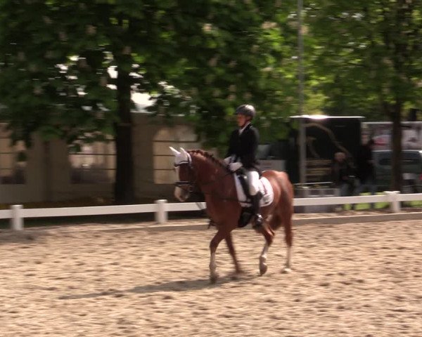 Reitturnier Meppen 2019