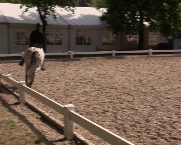 Reitturnier Meppen 2019