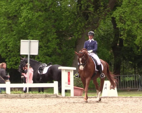 Reitturnier Meppen 2019