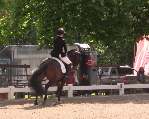 Reitturnier Meppen 2019