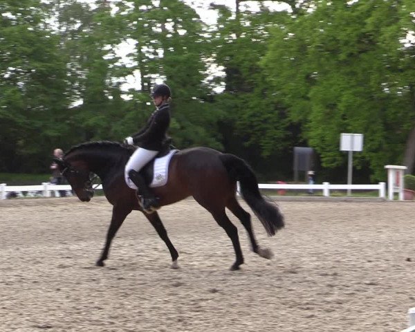 Reitturnier Meppen 2019