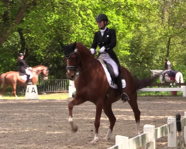 Reitturnier Meppen 2019