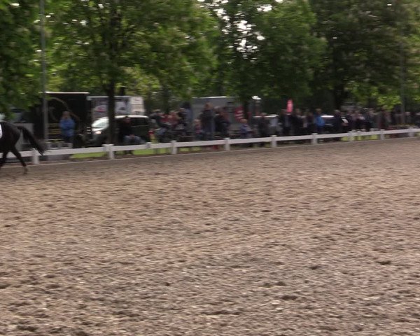 Reitturnier Meppen 2019