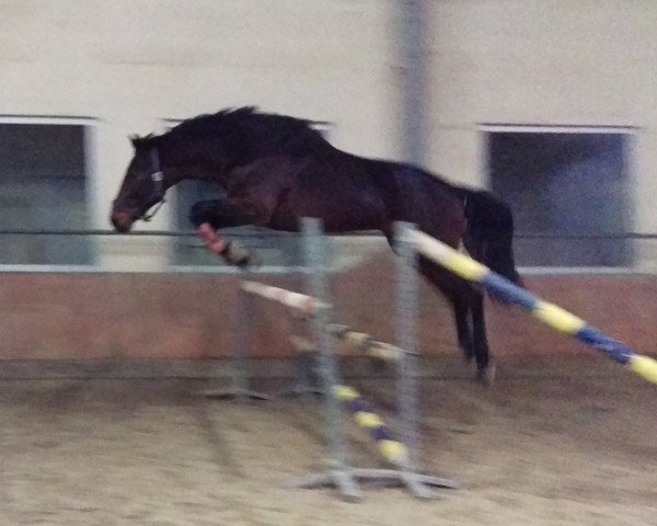 horse Casper S (Oldenburg, 2013, from Conact)