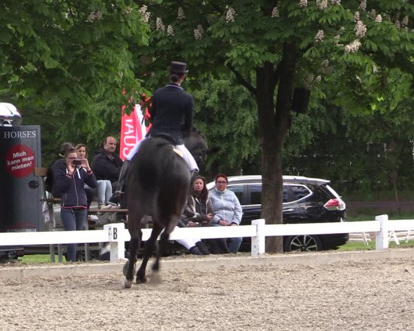 Reitturnier Meppen 2019