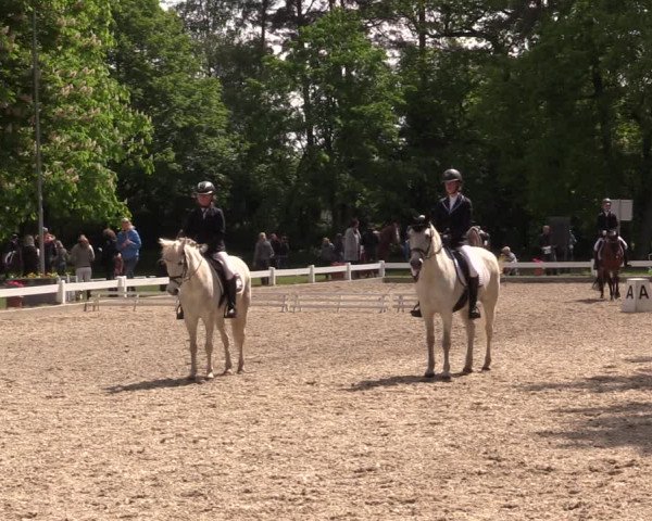Reitturnier Meppen 2019