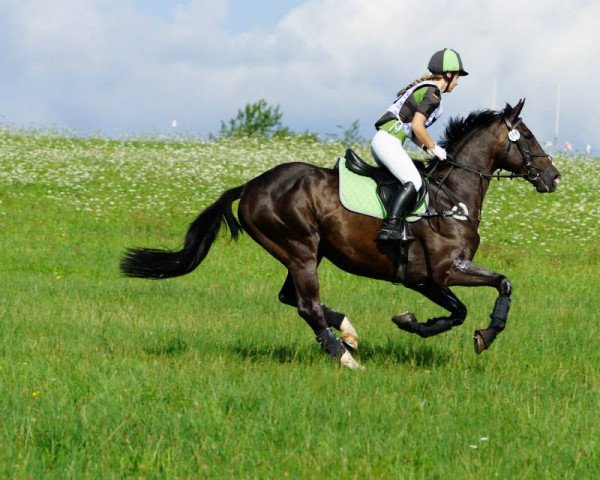 Springpferd Weston Darc Storm (Anglo Europäisches Sportpferd, 2003, von Tornado) Springpferd Weston Darc Storm (Anglo Europäisches Sportpferd, 2003, von Tornado)