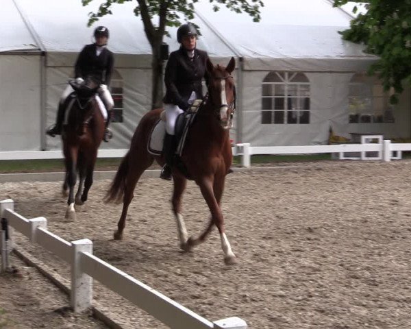 Reitturnier Meppen 2019