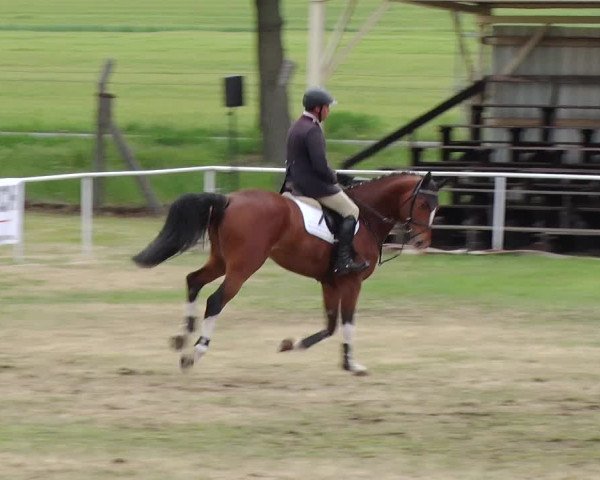 Reitturnier Schwanebeck 2019