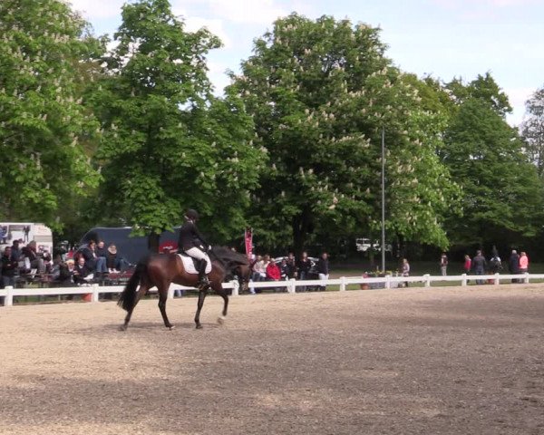 Reitturnier Meppen 2019