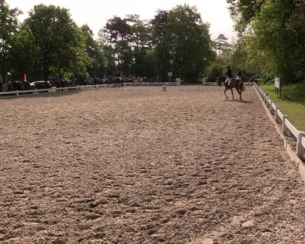 Reitturnier Meppen 2019