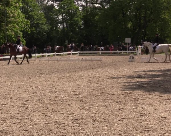 Reitturnier Meppen 2019