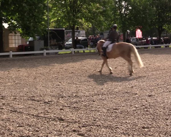 Reitturnier Meppen 2019