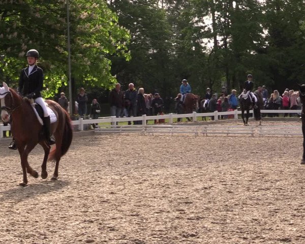 Reitturnier Meppen 2019