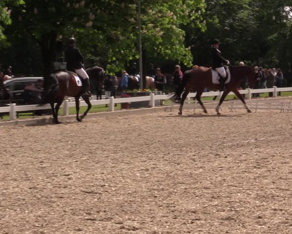 Reitturnier Meppen 2019