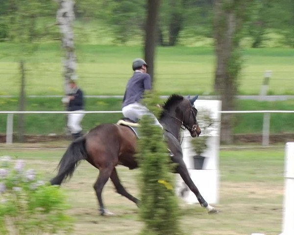 Reitturnier Schwanebeck 2019