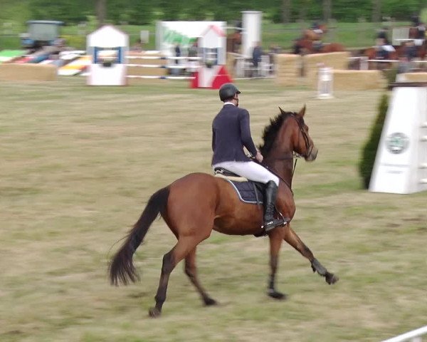 Reitturnier Schwanebeck 2019