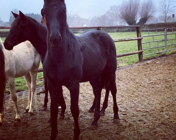 broodmare Stute von Negro x Vivaldi (Westphalian, 2016, from Negro) broodmare Stute von Negro x Vivaldi (Westphalian, 2016, from Negro)