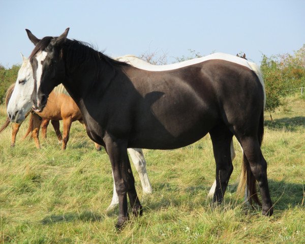 broodmare Donna (Westphalian, 2004, from Damon Hill)