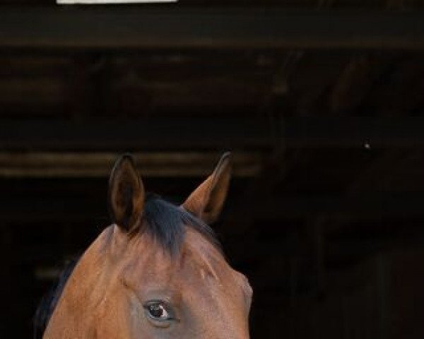 horse Penny 340 (Pinto / Small Riding Horse, 2005)