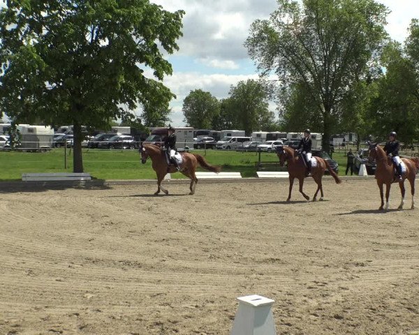 Reitturnier Ahlen 2019