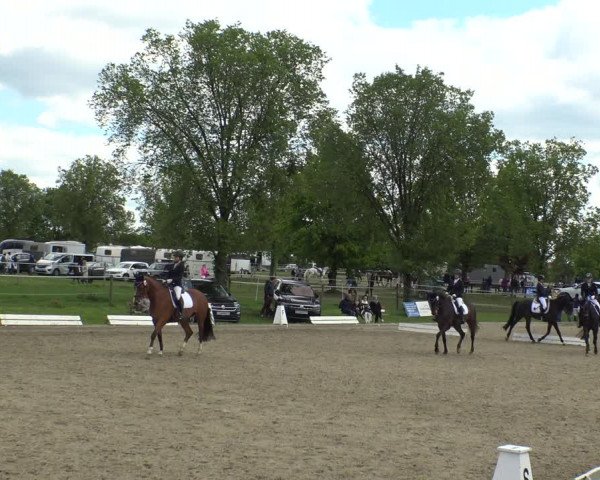 Reitturnier Ahlen 2019