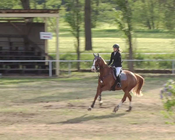Reitturnier Schwanebeck 2019