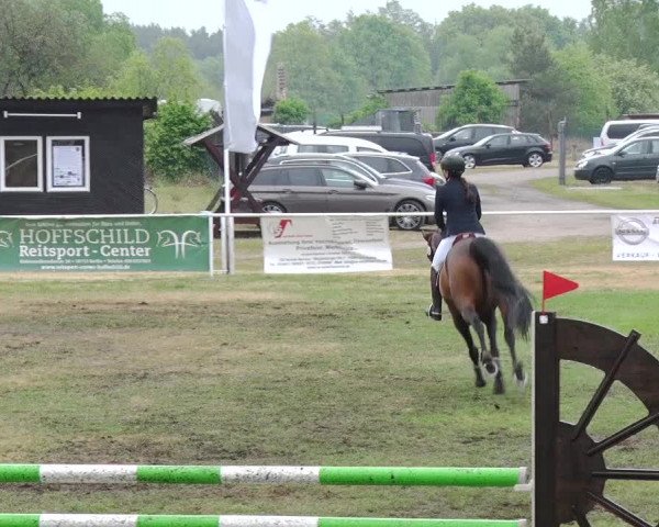 Reitturnier Schwanebeck 2019