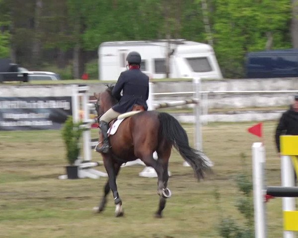 Reitturnier Schwanebeck 2019