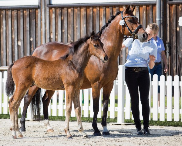 broodmare Arabella (German Riding Pony, 1997, from Bugatti)