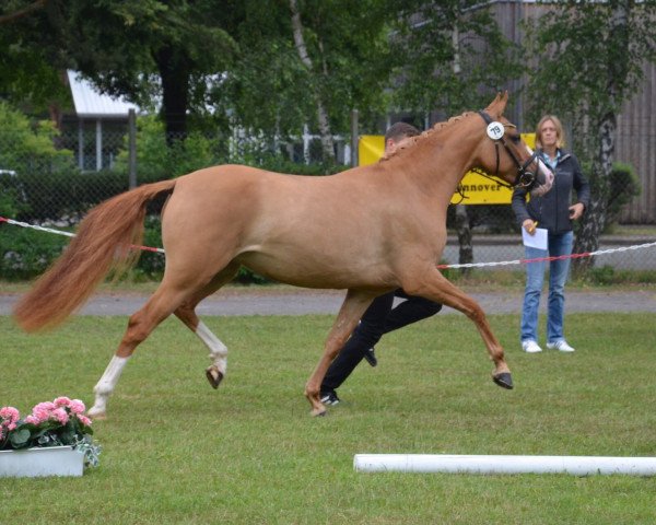 dressage horse Dantessé T (German Riding Pony, 2013, from Danny Gold)