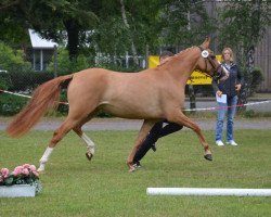 dressage horse Dantessé T (German Riding Pony, 2013, from Danny Gold)