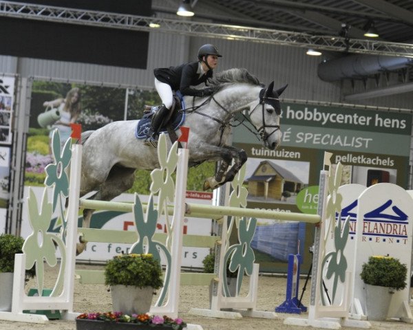Springpferd Haloubet Hitchcock (Belgisches Warmblut, 2007, von Baloubet du Rouet)