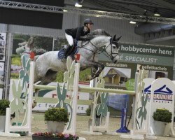 jumper Haloubet Hitchcock (Belgian Warmblood, 2007, from Baloubet du Rouet)