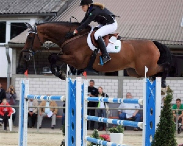 jumper Carefino (Holsteiner, 2004, from Caretino)