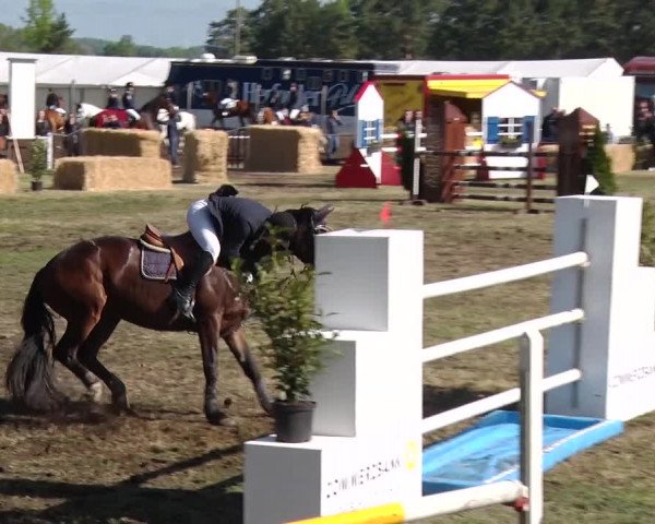 Reitturnier Schwanebeck 2019
