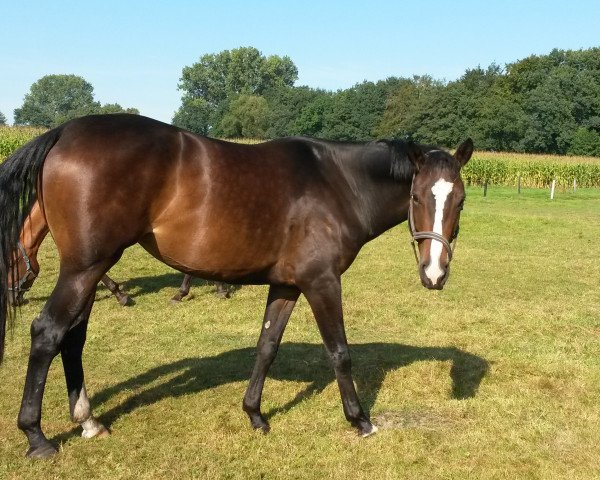 Springpferd Enya TH (Westfale, 2013, von Ehrenpreis)