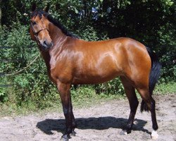 Zuchtstute It Takes Two (New-Forest-Pony, 2002, von Hoppenhof's Vivaldi)