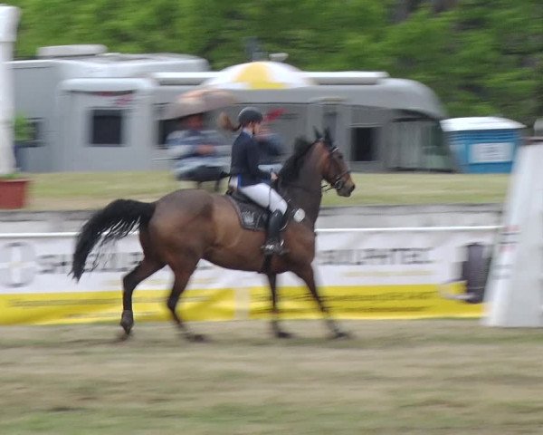 Reitturnier Schwanebeck 2019