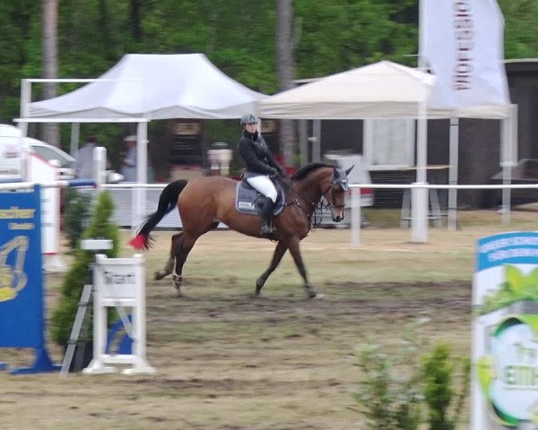 Reitturnier Schwanebeck 2019