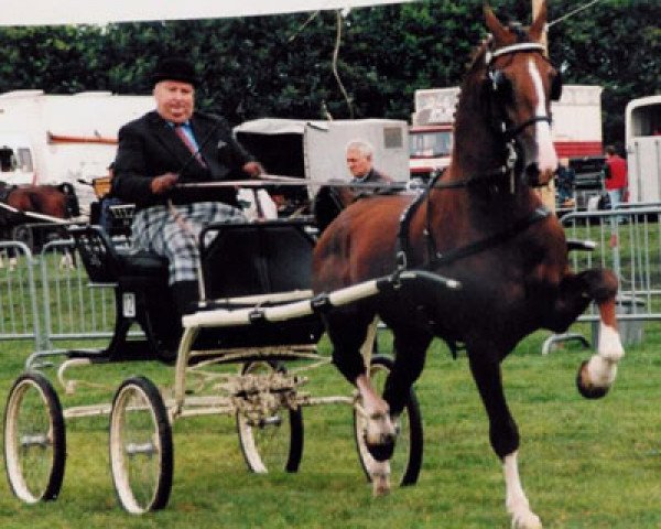 stallion Milano (KWPN (Royal Dutch Sporthorse), 1994, from Renovo)
