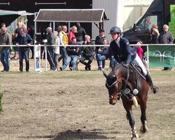 Reitturnier Schwanebeck 2019