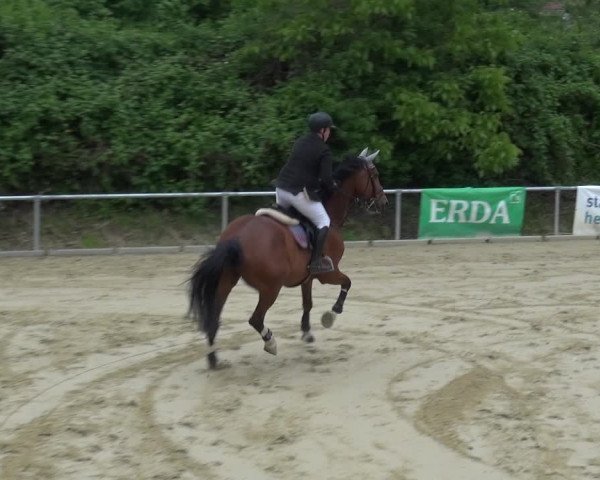 Reitturnier Ladenburg 2019