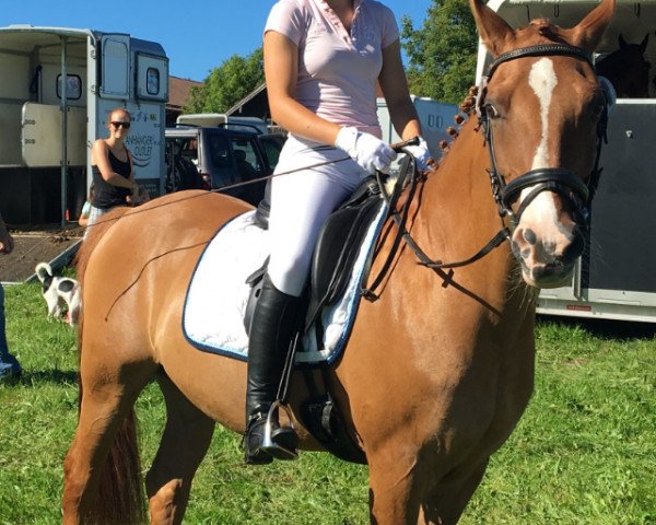 dressage horse Djin 4 (German Riding Pony, 2001, from Dornik B)